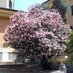 Nerium oleander
